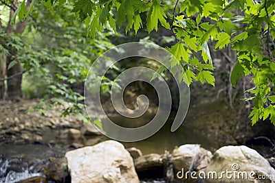 Closeup plane tree in forest. Stock Photo