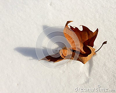 Closeup Plane trees Platan autumn leaves on the snow Stock Photo