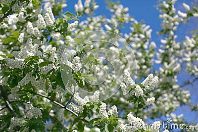 A closeup plane of fluffy blooming white bird-cherry branches Stock Photo