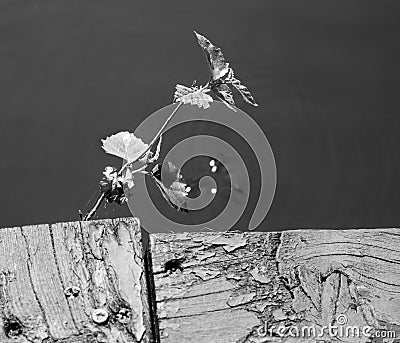 Closeup Plant sprout growing from a wooden old cracked board on a pier against the background of water and sun glare Stock Photo