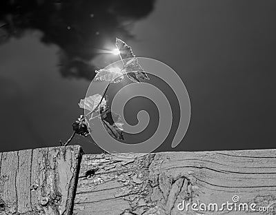 Closeup Plant sprout growing from a wooden old cracked board on a pier against the background of water and sun glare Stock Photo