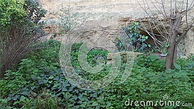 Closeup of plants and trees on the base of a rock formation Stock Photo