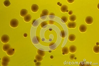 Closeup for plate Bacteria culture growth on Selective media, Stock Photo