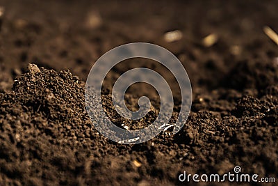 Closeup of a plowed field fertile, black soil. Stock Photo