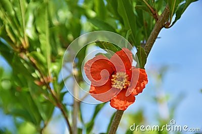 Pomegranate flower on tree Stock Photo