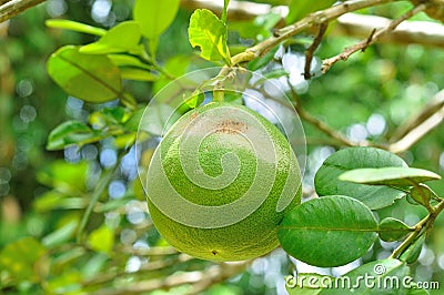 Closeup of Pomelo fruit on tree in garden Stock Photo