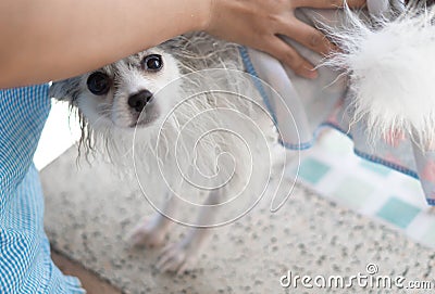 Closeup pomeranian dog dry with cloth after take a bath, selective focus Stock Photo