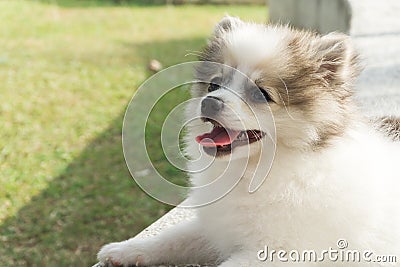 Closeup pomeranian sitting on concrete with green grass after pl Stock Photo