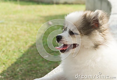 Closeup pomeranian smile and sitting on concrete with green grass after playing in nature park, pet health care Stock Photo