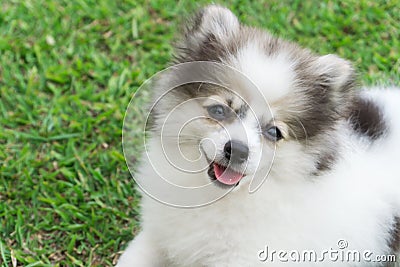 Closeup pomeranian smile and sitting on green grass after playing in nature park, pet health care concept, selective focus Stock Photo