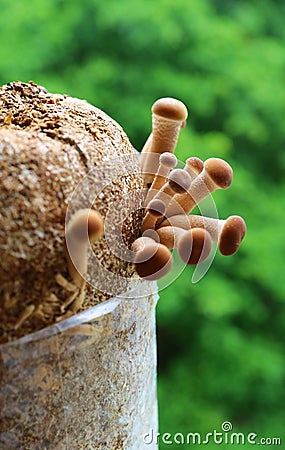 Poplar Mushrooms or Velvet Pioppini (Yanagi Matsutake) Growing Out off Mycelium Block Stock Photo