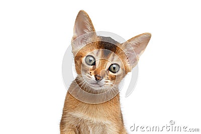 Closeup Portrait Abyssinian Kitty Looks Curious on Isolated White Background Stock Photo