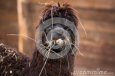 Closeup portrait of an adorable cute black curly shagged male alpaca with hurted eye chewing a dry grass with wonky Stock Photo