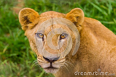 Closeup portrait of beautiful lioness Stock Photo