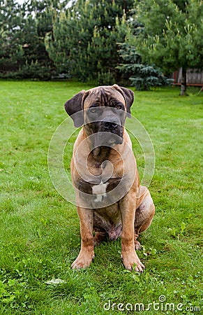 Closeup portrait of a beautiful rare dog breed age four months South African Boerboel on the green and amber grass background. Stock Photo