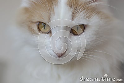 Closeup portrait of a beautiful white beige cat with golden eyes. Stares into the eyes Stock Photo