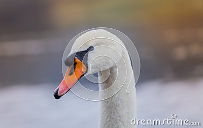 Closeup portrait of beautiful white swan on the river on cold winter morning. Symbol of purity and fidelity. Lovely bird Stock Photo