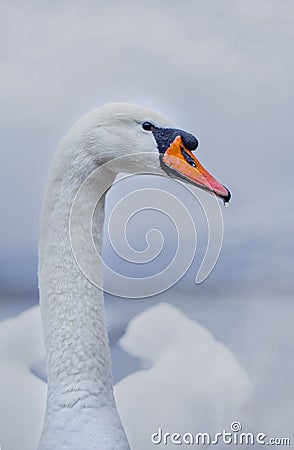 Closeup portrait of beautiful white swan on the river on cold winter morning. Symbol of purity and fidelity. Lovely bird Stock Photo