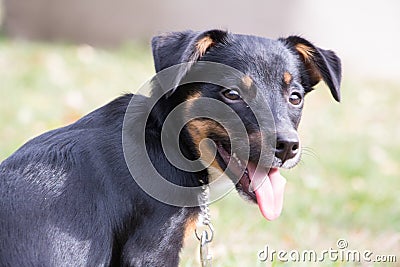 Portrait mongrel dog Stock Photo