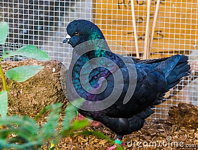 Closeup portrait of a black king pigeon, popular tropical bird specie Stock Photo