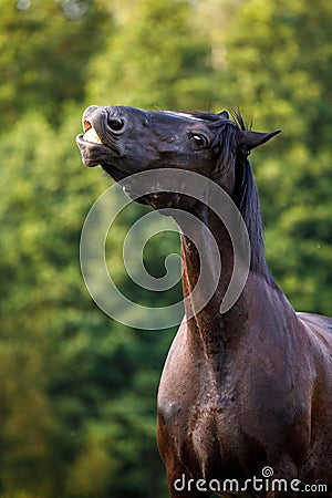 Black mare draft horse smirking on command in the evening sunlight on green forest background in summer Stock Photo