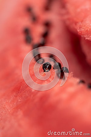 A closeup portrait of the black seeds sitting in the pink red pulp of a cut slice of watermelon. The piece of fruit is ready to be Stock Photo