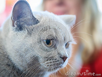 Closeup Portrait of British cat Stock Photo