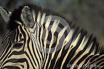 Closeup portrait of Burchell`s zebra Equus burchelli Stock Photo