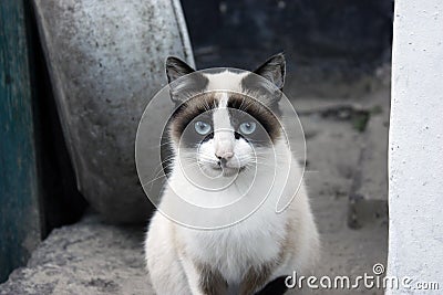 Closeup portrait of a cat, with blue eyes and clear fur Stock Photo