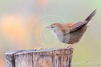 Closeup portrait of Cetti`s warbler, cettia cetti perched on a trunk Stock Photo