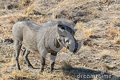 Closeup portrait of common gray warthog with big broken tusks standing in the grass in African savanna. Namibia Stock Photo