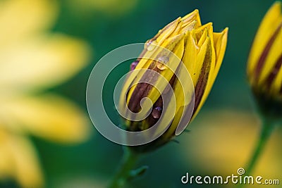 A closeup portrait of a completely closed yellow spannish daisy flower with a few raindrops on it. The water drops are on the Stock Photo