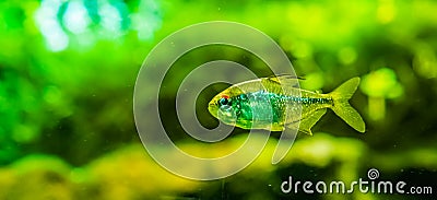 Closeup portrait of a diamond tetra, silver glittery fish, tropical animal specie from lake Valencia in Venezuela Stock Photo