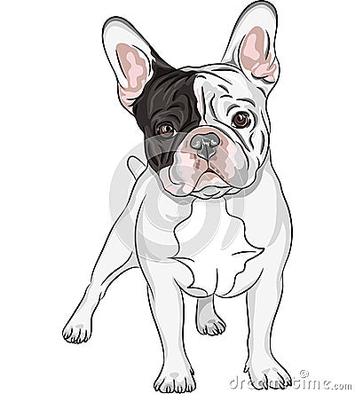 Vector sketch domestic dog French Bulldog breed Vector Illustration