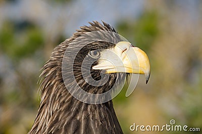 Closeup portrait of eagle Stock Photo