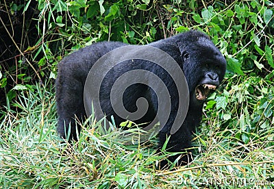 Closeup portrait of endangered adult Silverback Mountain Gorilla Gorilla beringei beringei standing on all fours showing teeth Stock Photo