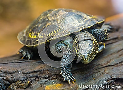 Closeup portrait of a european pond turtle, tropical reptile specie from Europe, Near threatened animal species Stock Photo