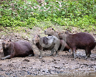 Closeup portrait of a family of Capybara Hydrochoerus hydrochaeris playing along the riverbank in the Pampas del Yacuma, Bolivia Stock Photo