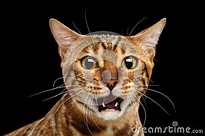 Closeup Portrait frightened Bengal Cat Face on Isolated Black Background Stock Photo