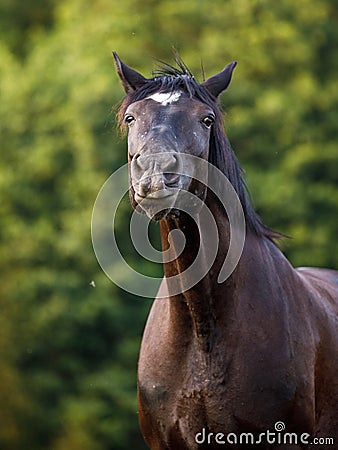 Funny black mare draft horse in the evening sunlight on green forest background in summer Stock Photo