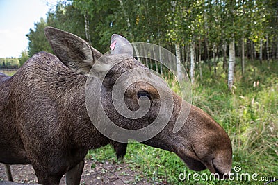 Closeup portrait of funny curious head of a moose or Eurasian elk with big brown eyes and nose Stock Photo