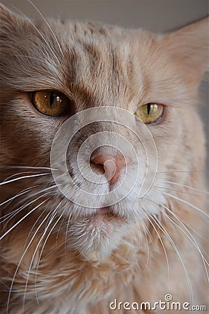 Closeup portrait Ginger Maine Coon Cat. Domestic red maine coon cat Stock Photo