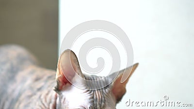 Hairless Cat On Computer - Best Cat Wallpaper