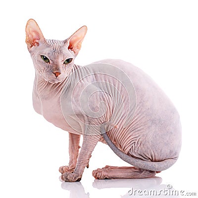 Closeup Portrait of Grumpy Sphynx Cat on white Stock Photo