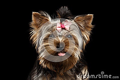 Closeup Portrait Happy Yorkshire Terrier Puppy Showing tongue, Isolated Black Stock Photo