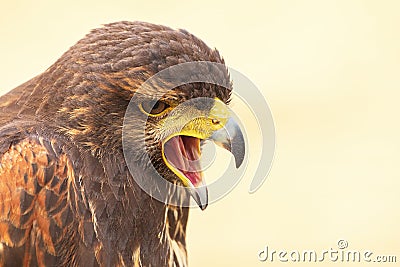 Closeup portrait of Harris Hawk falcon Parabuteo unicinctus with open beak. Stock Photo