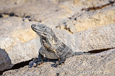 Closeup portrait of an Iguana Lizard sunbathing on a rock at the Mayan ruins. Riviera Maya, Quintana Roo, Mexico Stock Photo