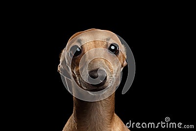 Closeup Portrait Italian Greyhound Dog Looking in Camera isolated Black Stock Photo