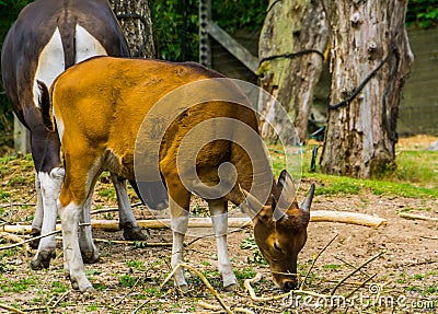 Closeup portrait of a Java Banteng cow, Endagered cattle specie from Indonesia Stock Photo