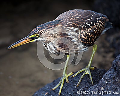 Closeup portrait of a Lava Heron Butorides sundevalli standing on rocks hunting for invertebrates in the Galapagos Islands, Ecua Stock Photo